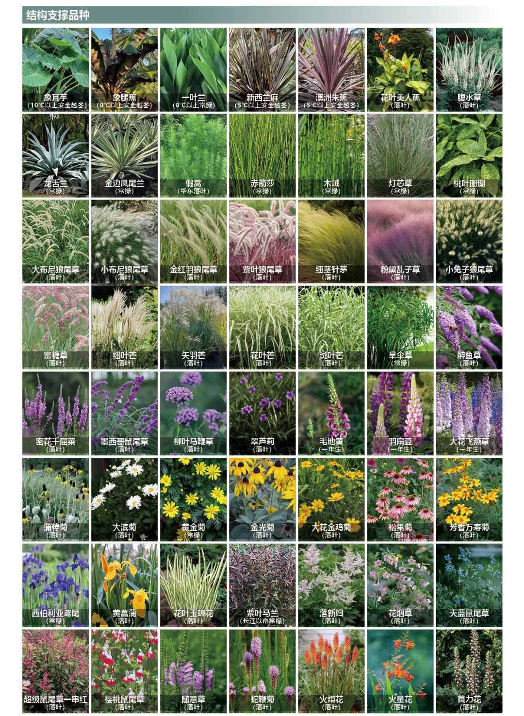 189种华东区域常用花境植物清单-灵感屋