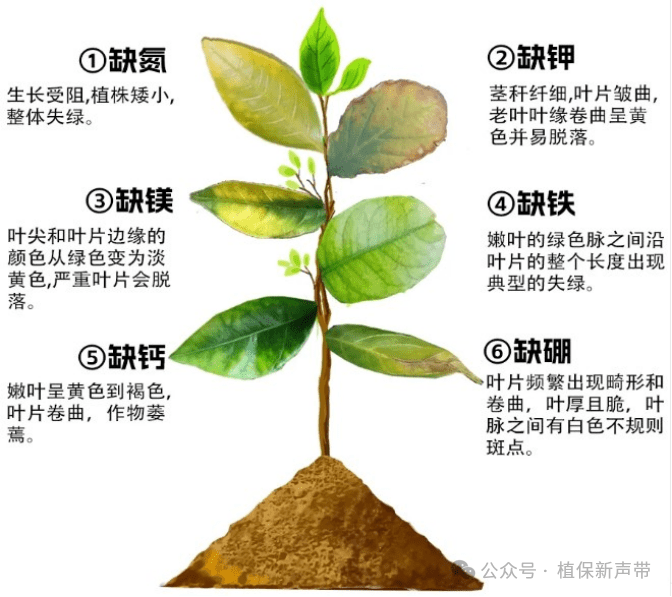 如何根据植物叶片表现给植物“把脉下药”-灵感屋