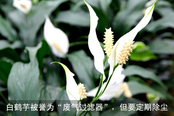 十三种净化室内空气效果最好的绿化植物-灵感屋