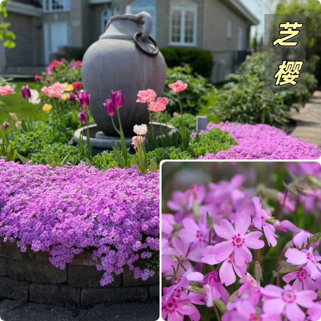 8款常见地被植物-灵感屋