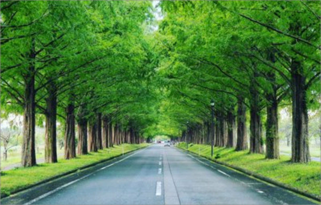 32种理想行道树全解析:从落叶乔木到抗污染树种的分类指南-灵感屋