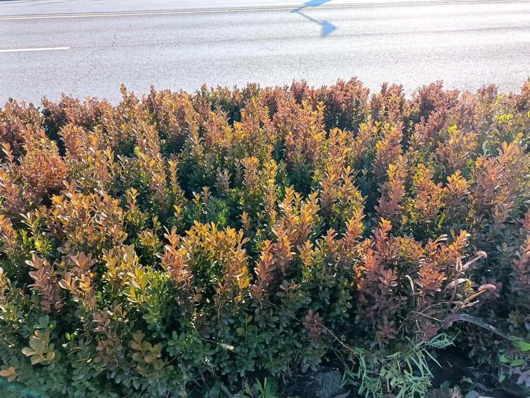 瓜子黄杨秋冬叶片发红原因及科学养护指南:低温、水肥、病虫害全解析-灵感屋
