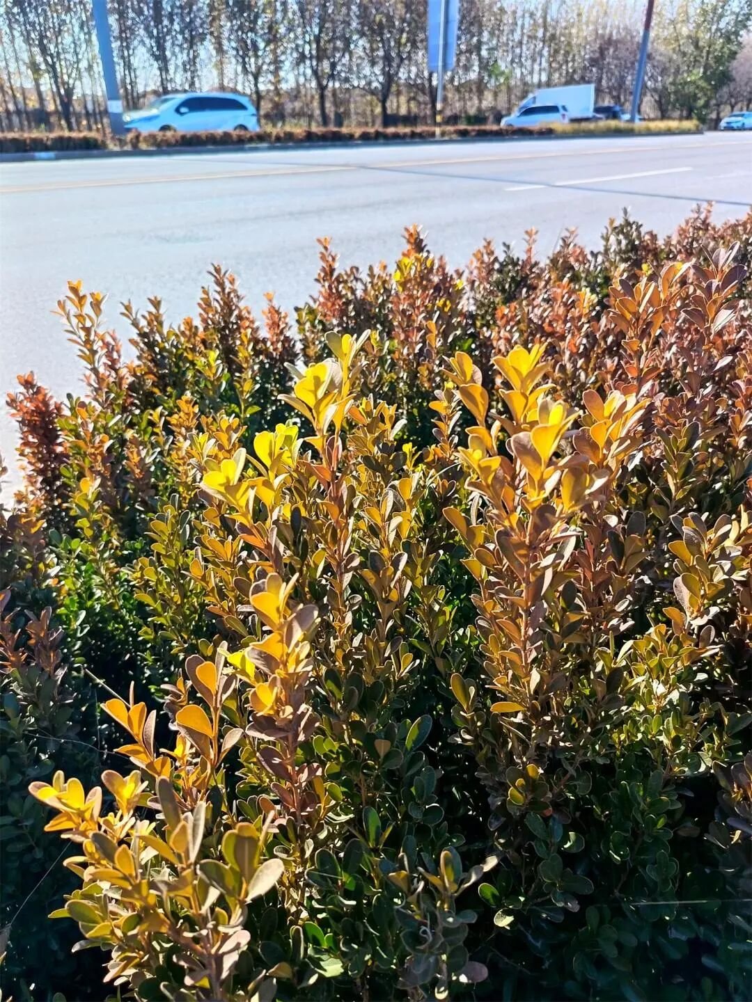 IMG_20251113_121728.jpg IMG_20251113_121728.jpg