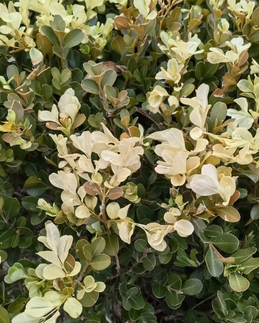 4e6376d8e624e42c90a844ce23596b78.jpg 4e6376d8e624e42c90a844ce23596b78.jpg