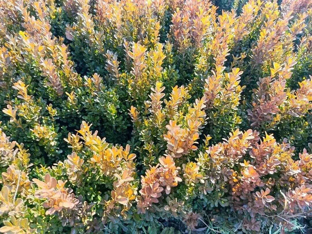 IMG_20251111_133852.jpg IMG_20251111_133852.jpg