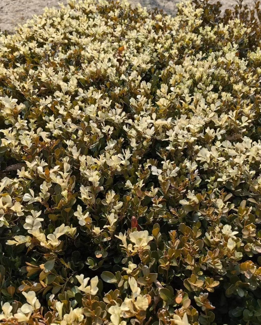 36395ae3a26b46d51b2707d538d0c3b6.jpg 36395ae3a26b46d51b2707d538d0c3b6.jpg