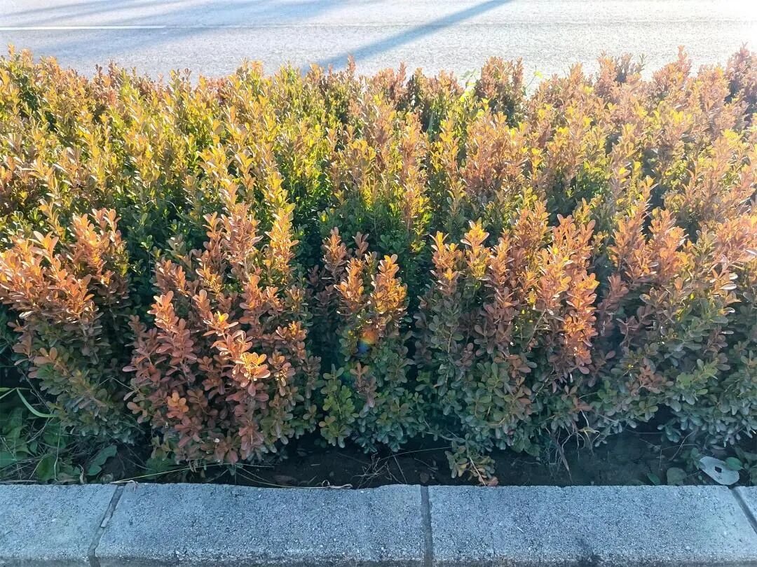 IMG_20251111_134055.jpg IMG_20251111_134055.jpg