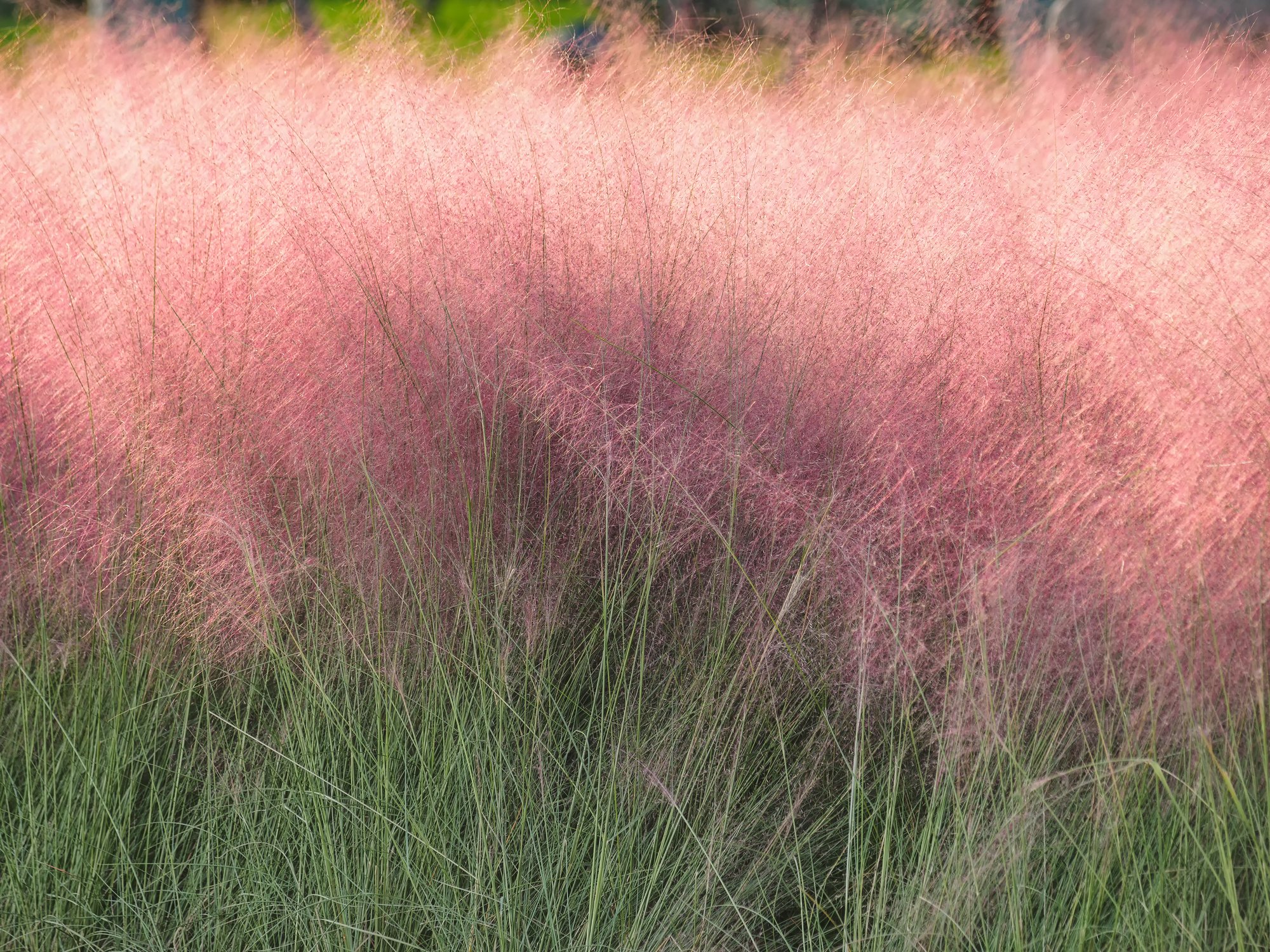 粉红毛细血管草(Muhlenbergia capillaris)