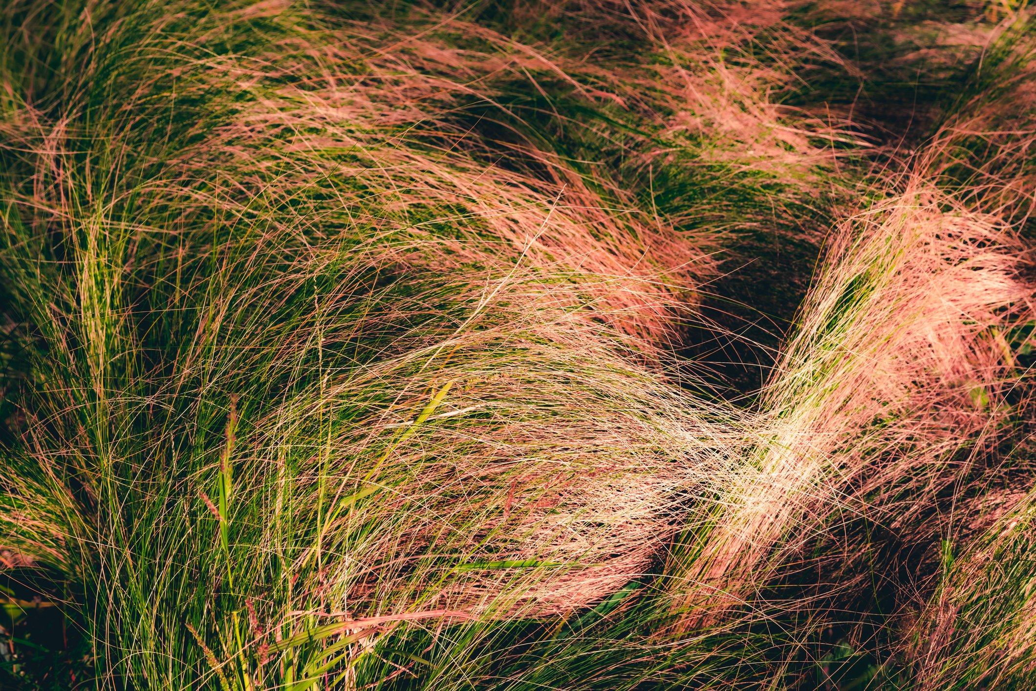 粉红毛细血管草(Muhlenbergia capillaris)