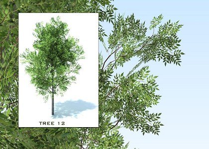 SKETCHUP 3D TREES COLLECTION 2 | 3d sketchup trees collection 2