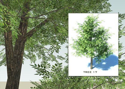SKETCHUP 3D TREES COLLECTION 2