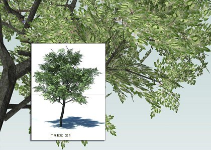 SKETCHUP 3D TREES COLLECTION 3 | 3D Sketchup trees collection 3