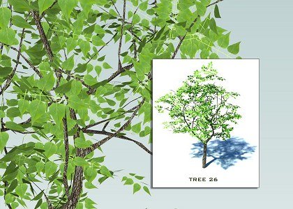 SKETCHUP 3D TREES COLLECTION 3