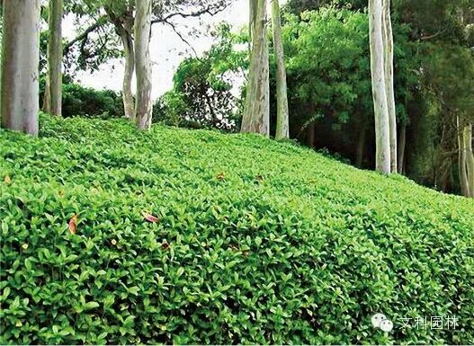 园林植物配置十大黄金法则：从地带性选择到色彩心理学全解析-灵感屋