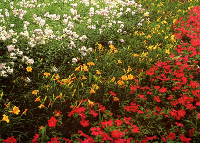 园林景观植物大全：超详细习性分类手册+北方/水生/藤本植物图鉴下载（862MB专业资料包）-灵感屋