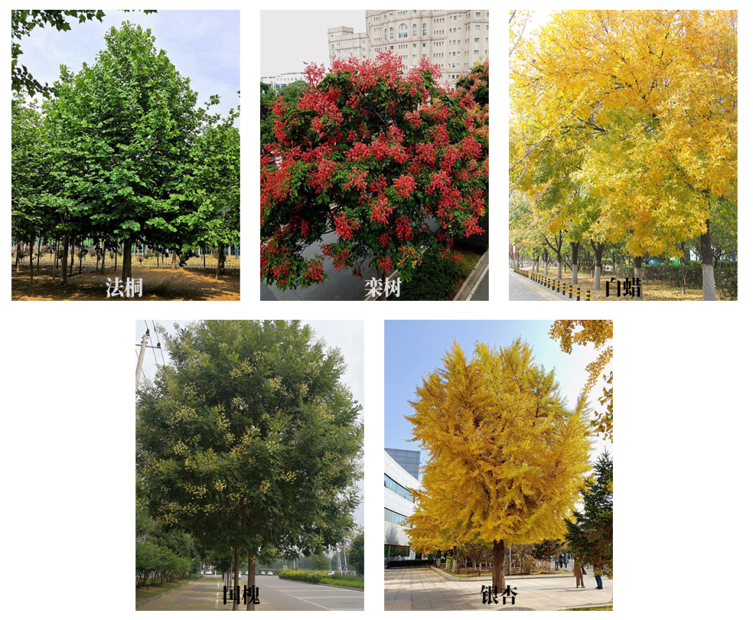 北方景观乔木20选：低维护高存活，这5类树种稳赢甲方心-灵感屋