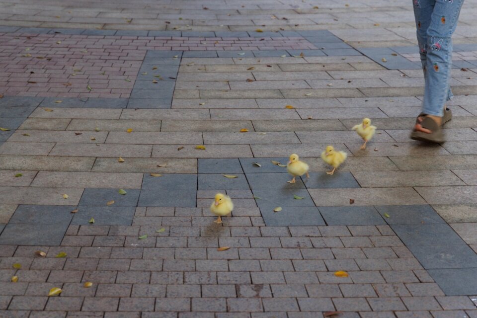 图片[85]-广州黄埔新城101绿榕公园-灵感屋